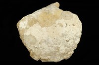 藏品(白蝶珠珍蛤)的圖片